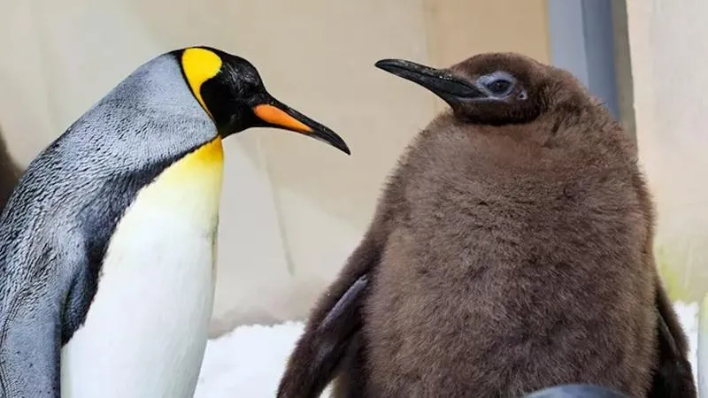 Pingwin serial online: widzowie dzielą się swoimi emocjami i opiniami o fabule