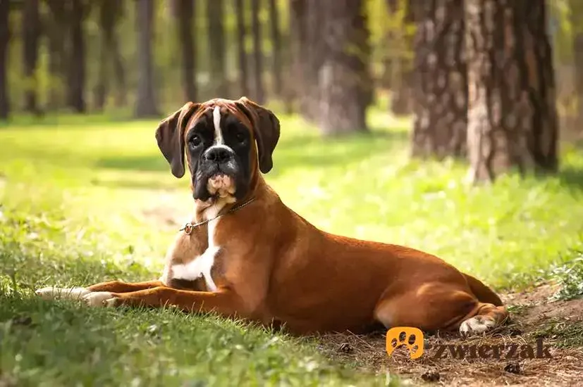 Filmowa opowieść o bokserze