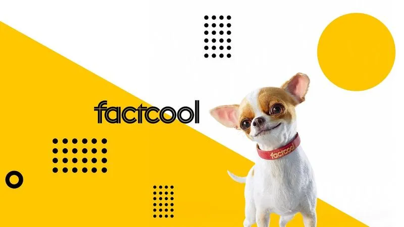 Oszczędności w zakupach online